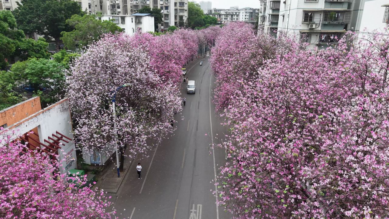 紫荆花 2