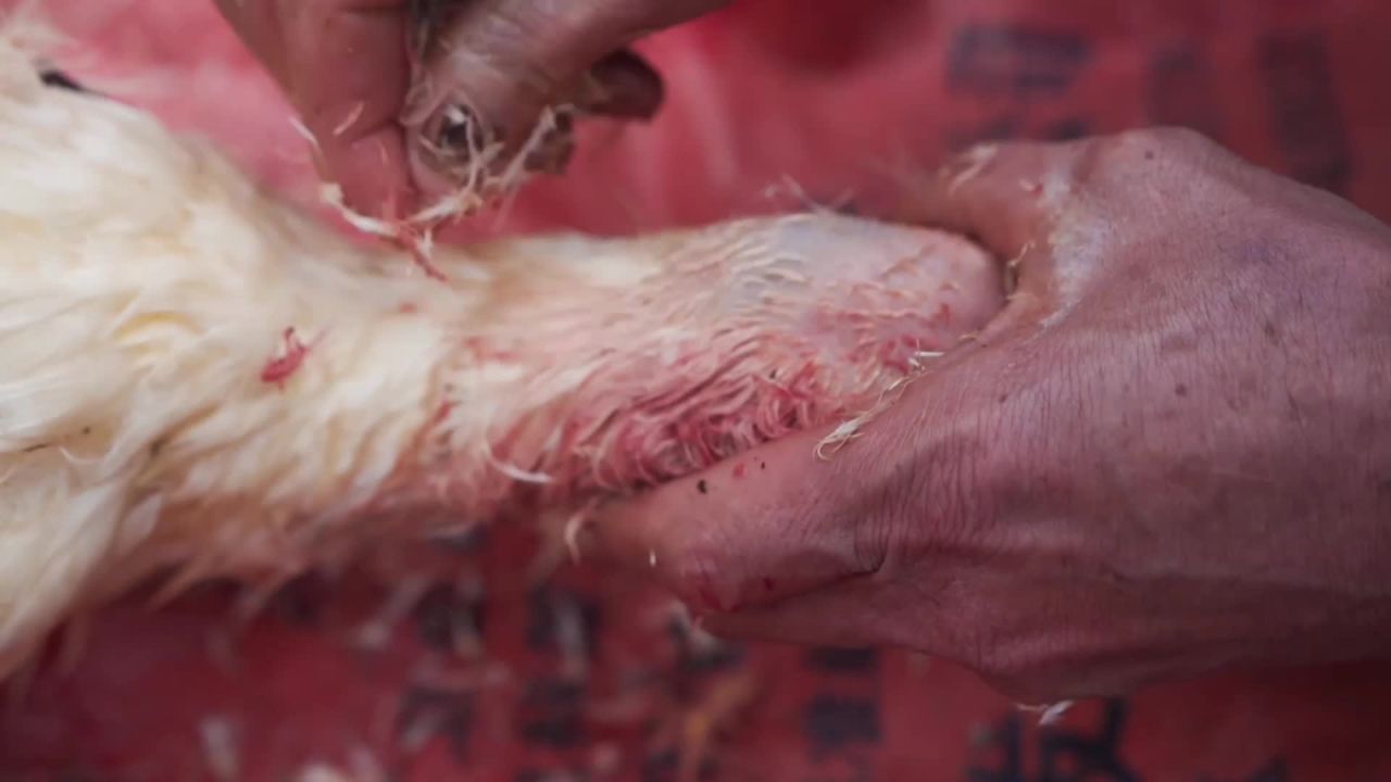 手工剥鸡毛