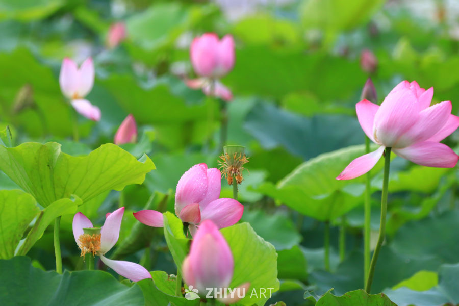 盛夏荷花 48