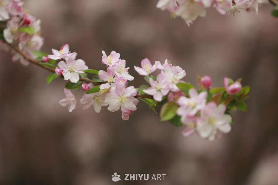 春日花语