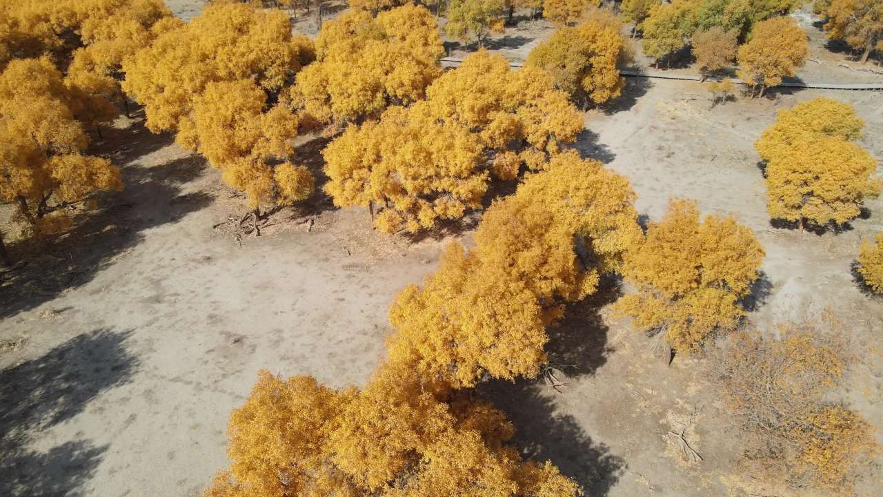 航拍内蒙古额济纳弱水黑城景区的油画胡杨林 4
