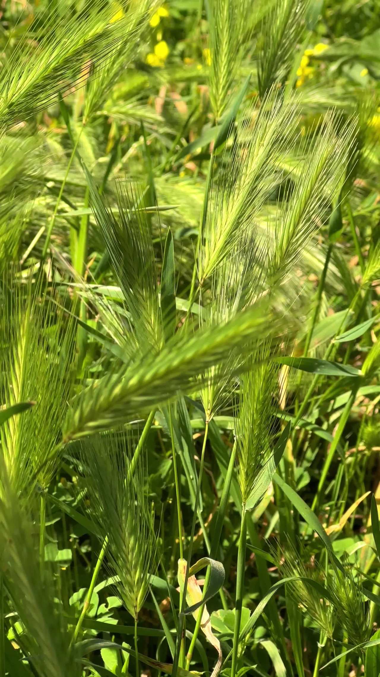 麦田的静谧时光