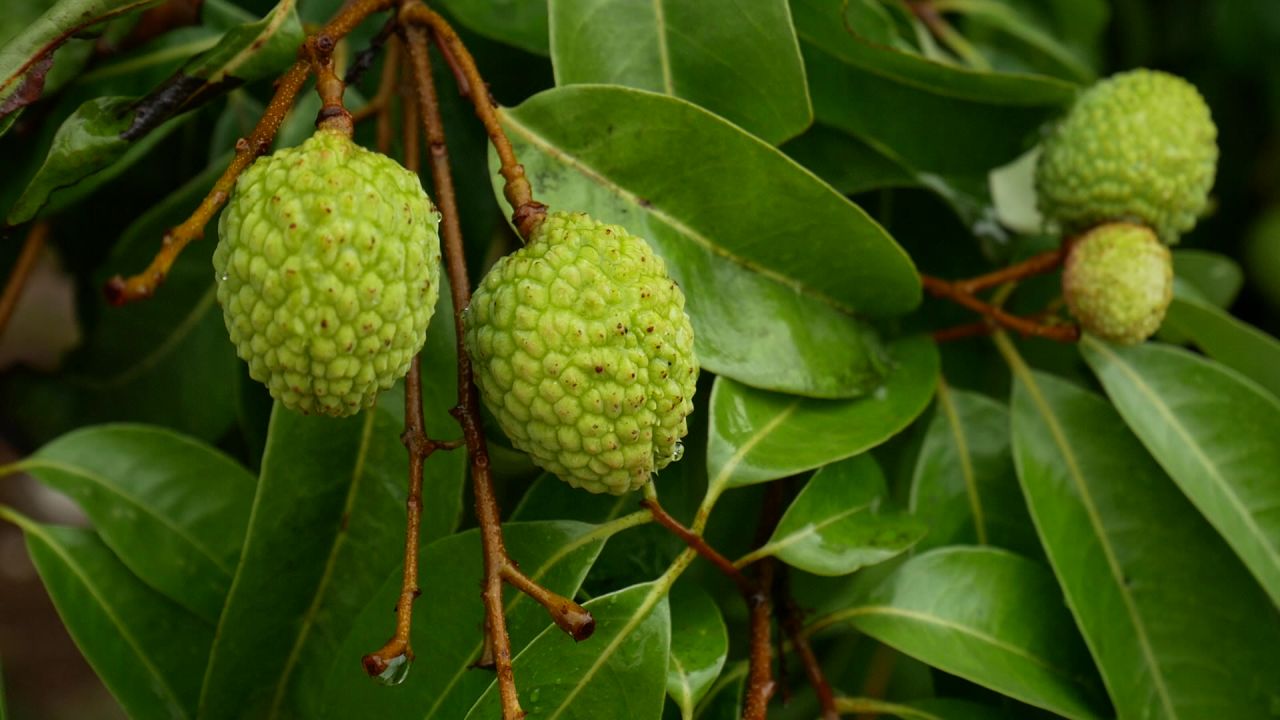 树上荔枝果实特写