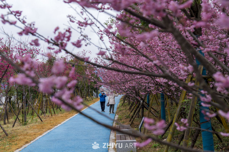 樱花下的漫步