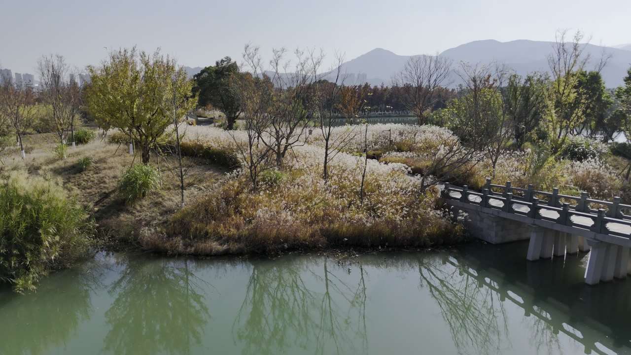 湿地红杉 15