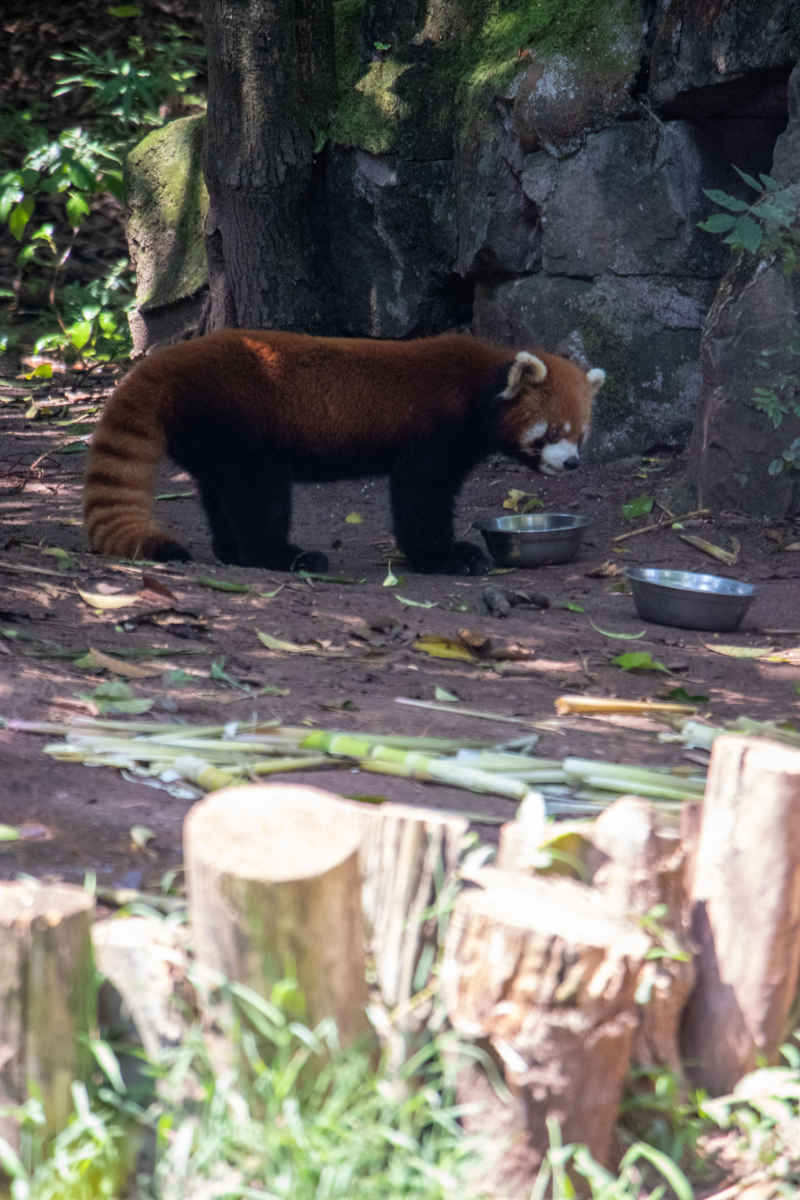 小熊猫