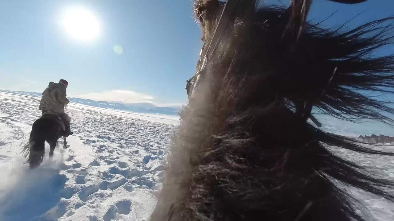 万马奔腾在冬日的雪地里