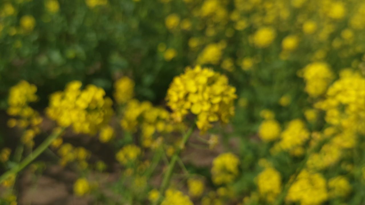 春天 花已开 16