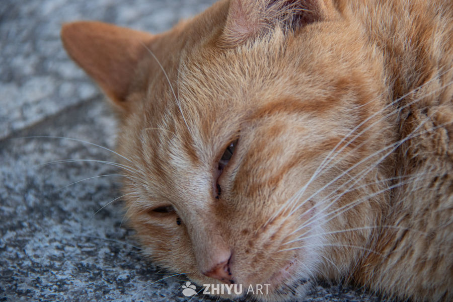 猫 11