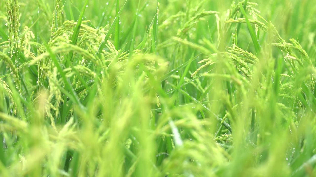 五常稻花香大米 7