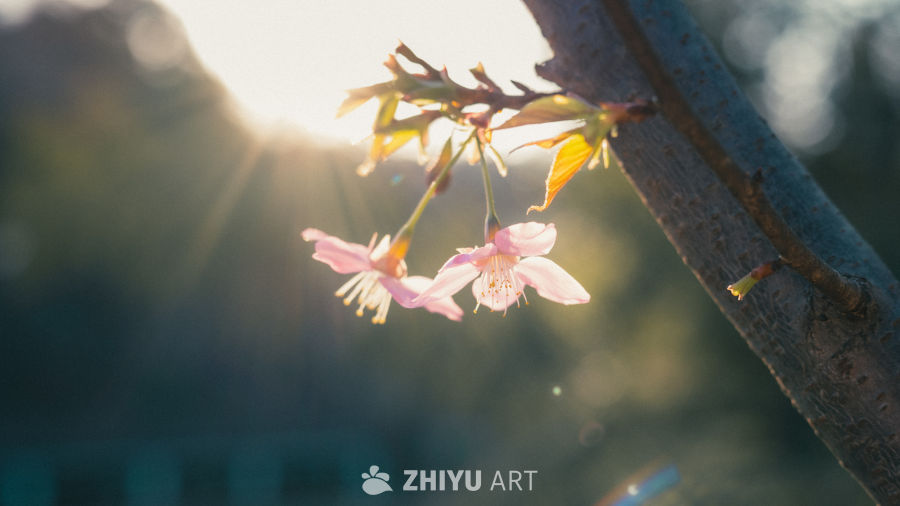 春日樱花暖阳图