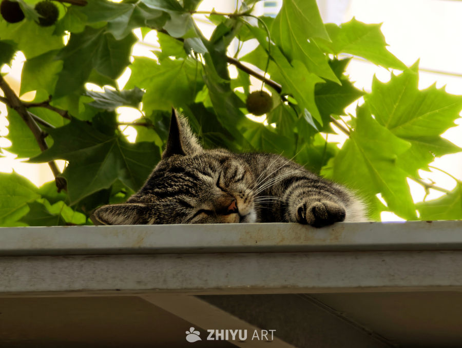 镜头里的猫猫