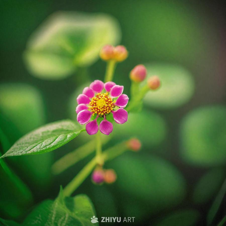 一朵粉色和黄色的花朵在绿色植物的田野中，花朵周围环