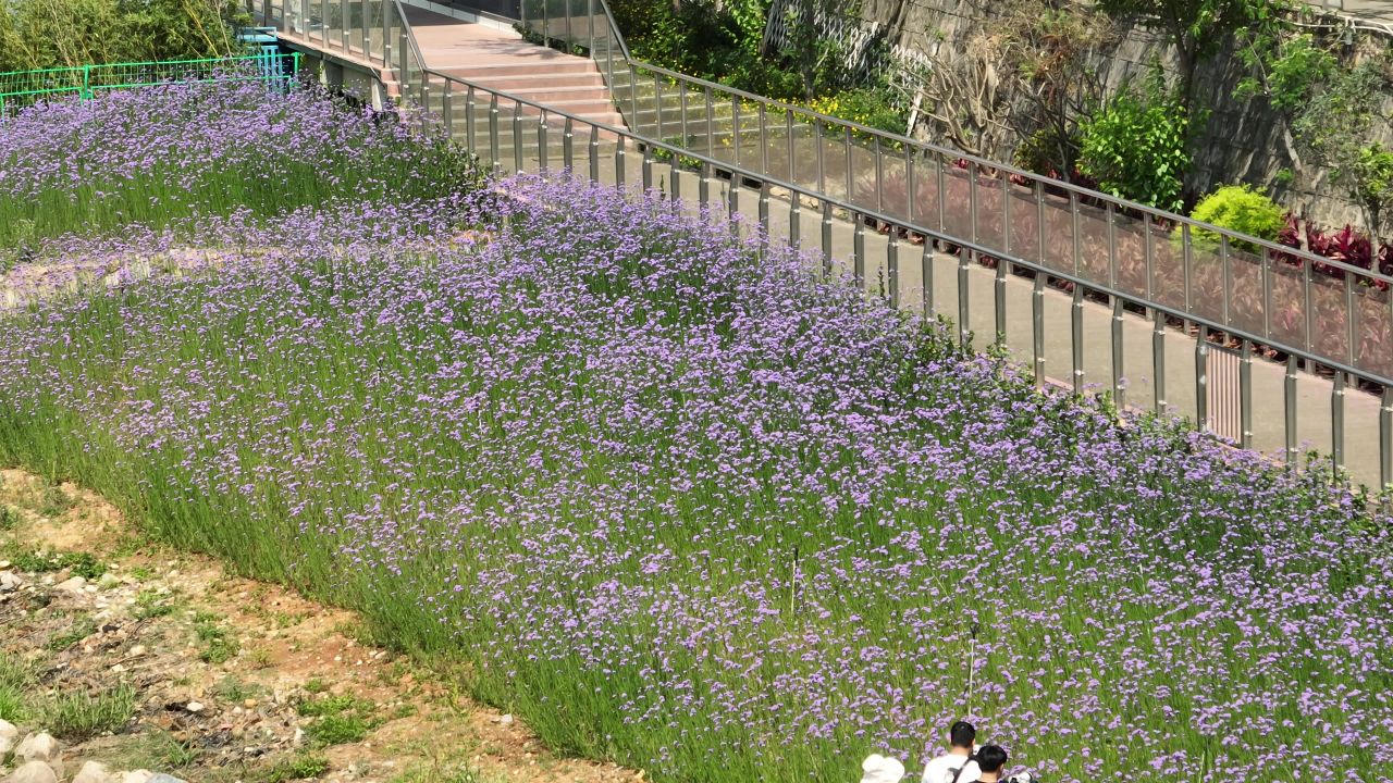 花海航拍 6