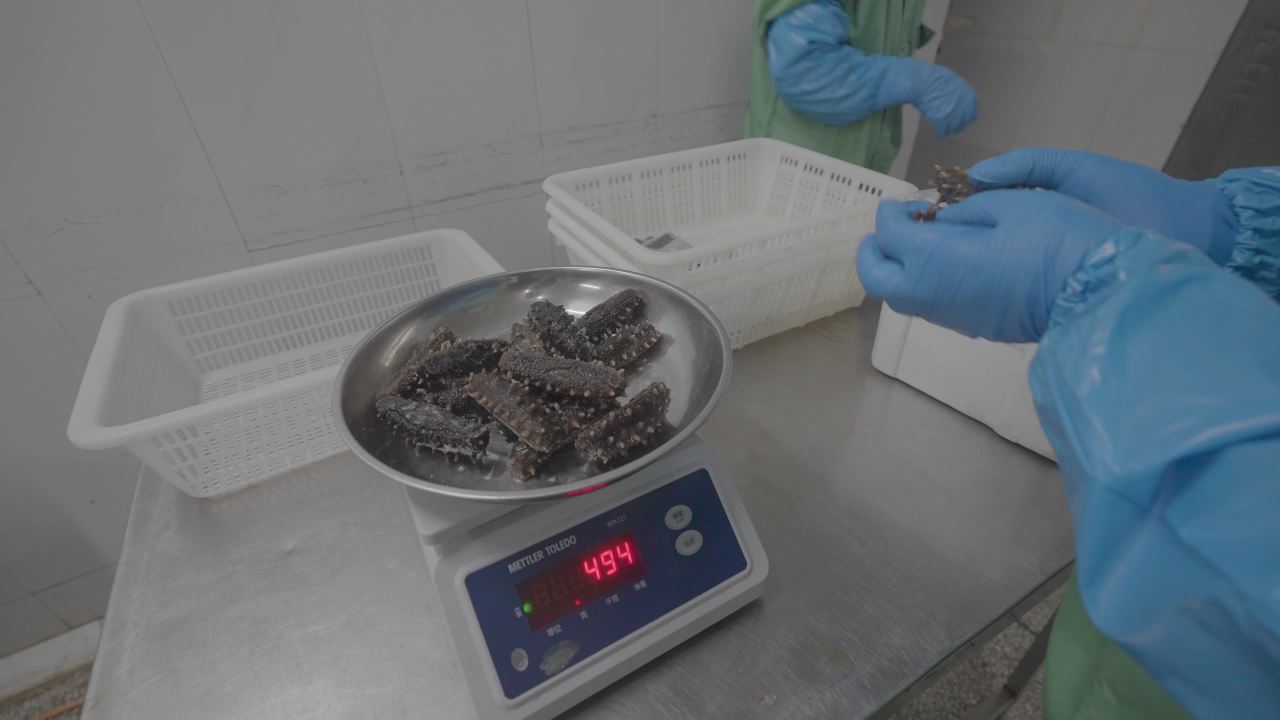 加工的真空海参包装过程