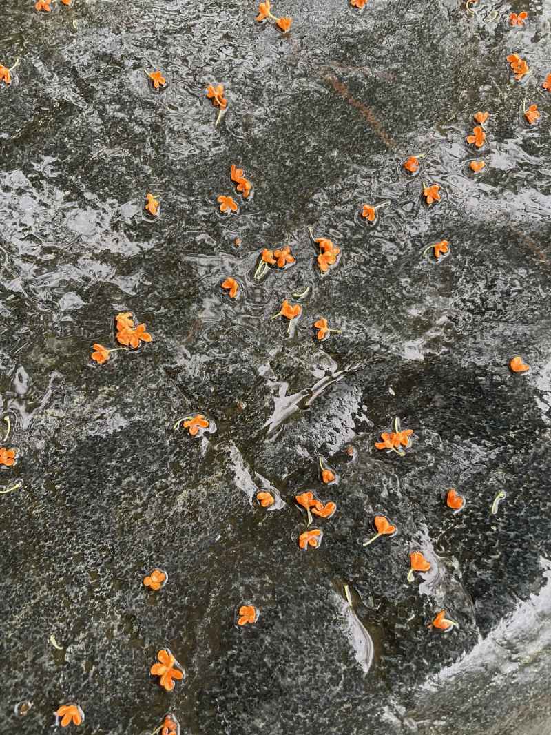 雨湿丹桂