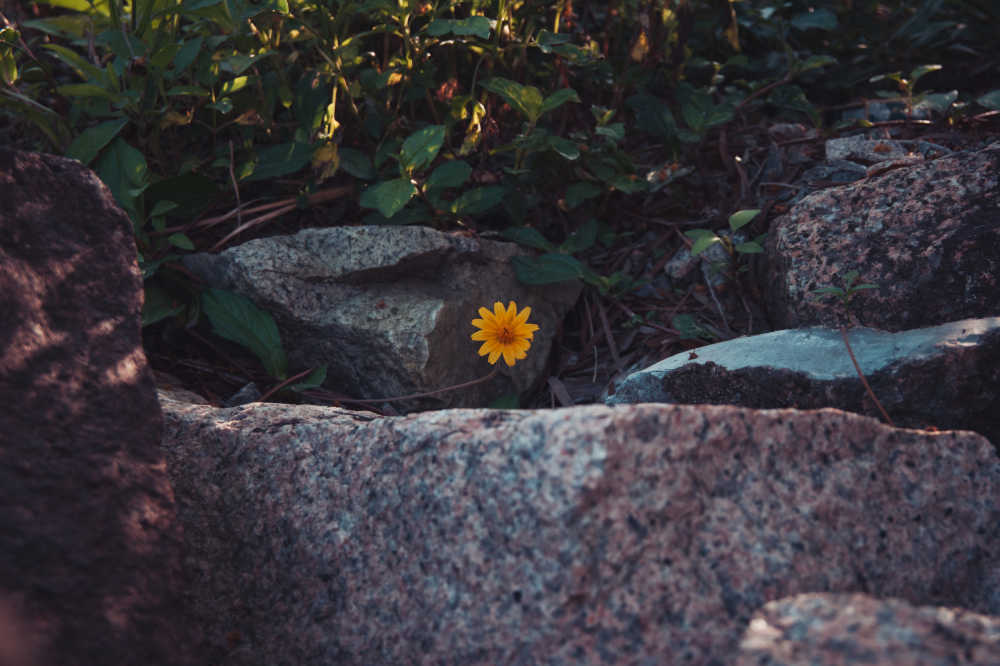 石头与小花