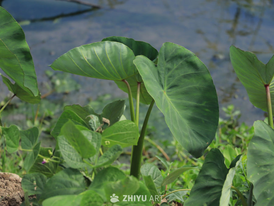 湖边的芋头植物
