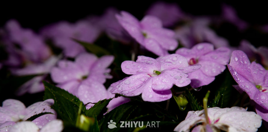 花 5