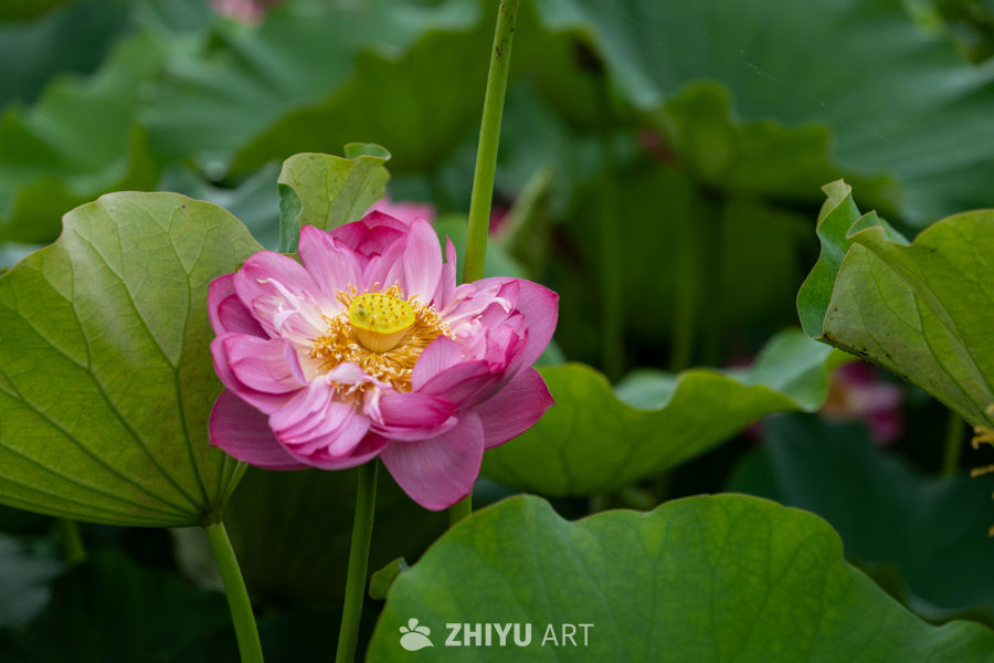 荷花 76