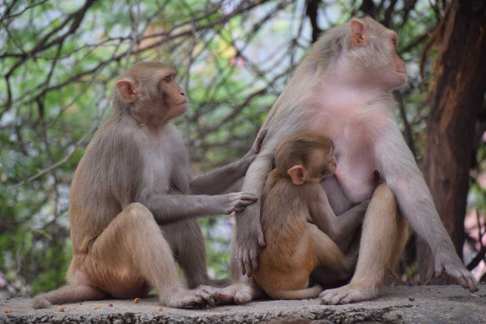 猴子母亲母乳喂养