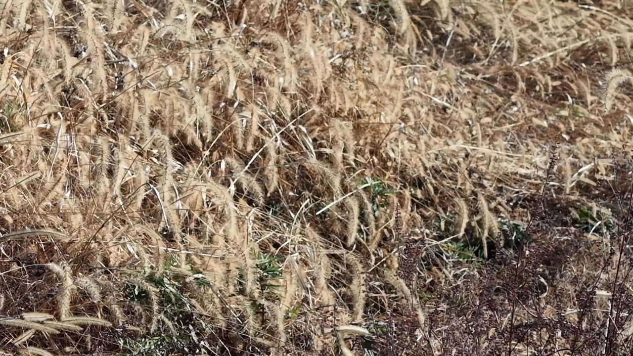 风吹干草