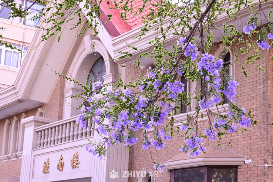 紫藤花开映古建