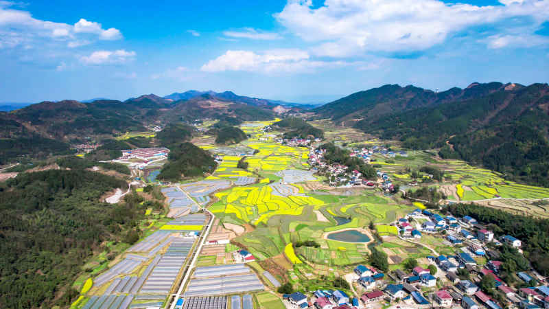 乡村田园金黄油菜花