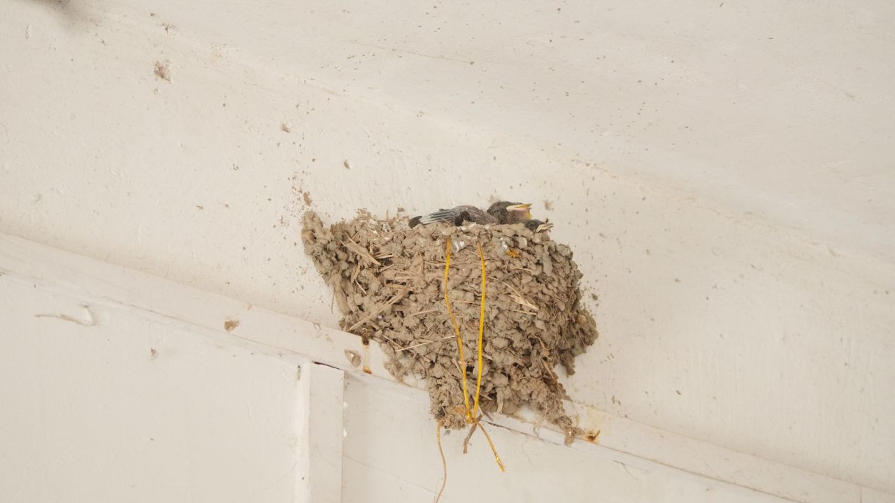 屋顶燕窝小燕子家燕雏鸟 7