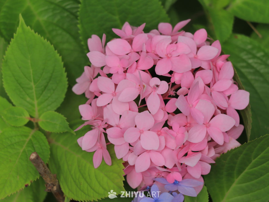粉嫩绣球花绽放