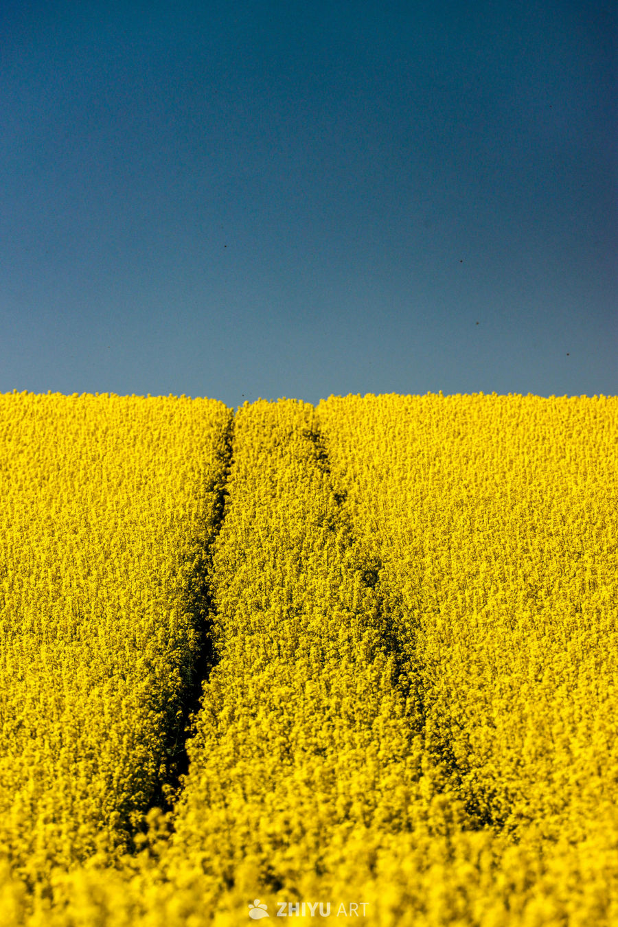 金黄色的油菜花田