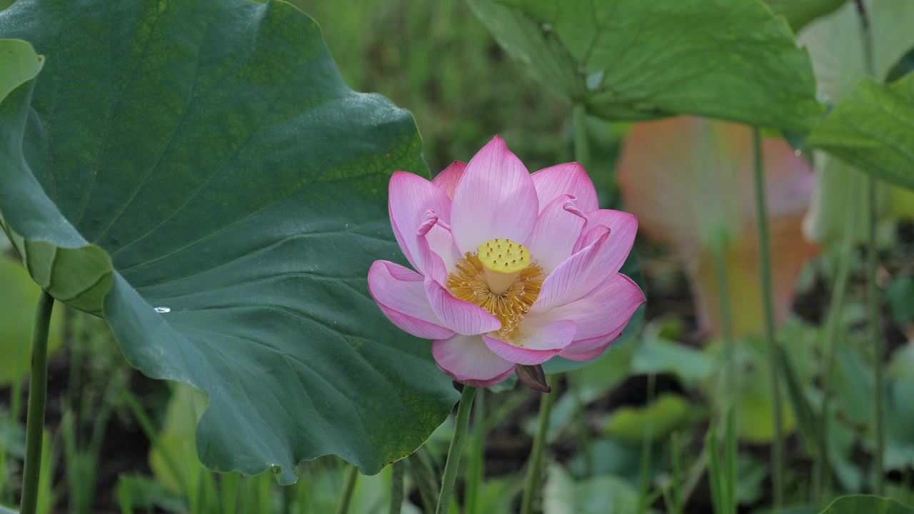 荷花 16