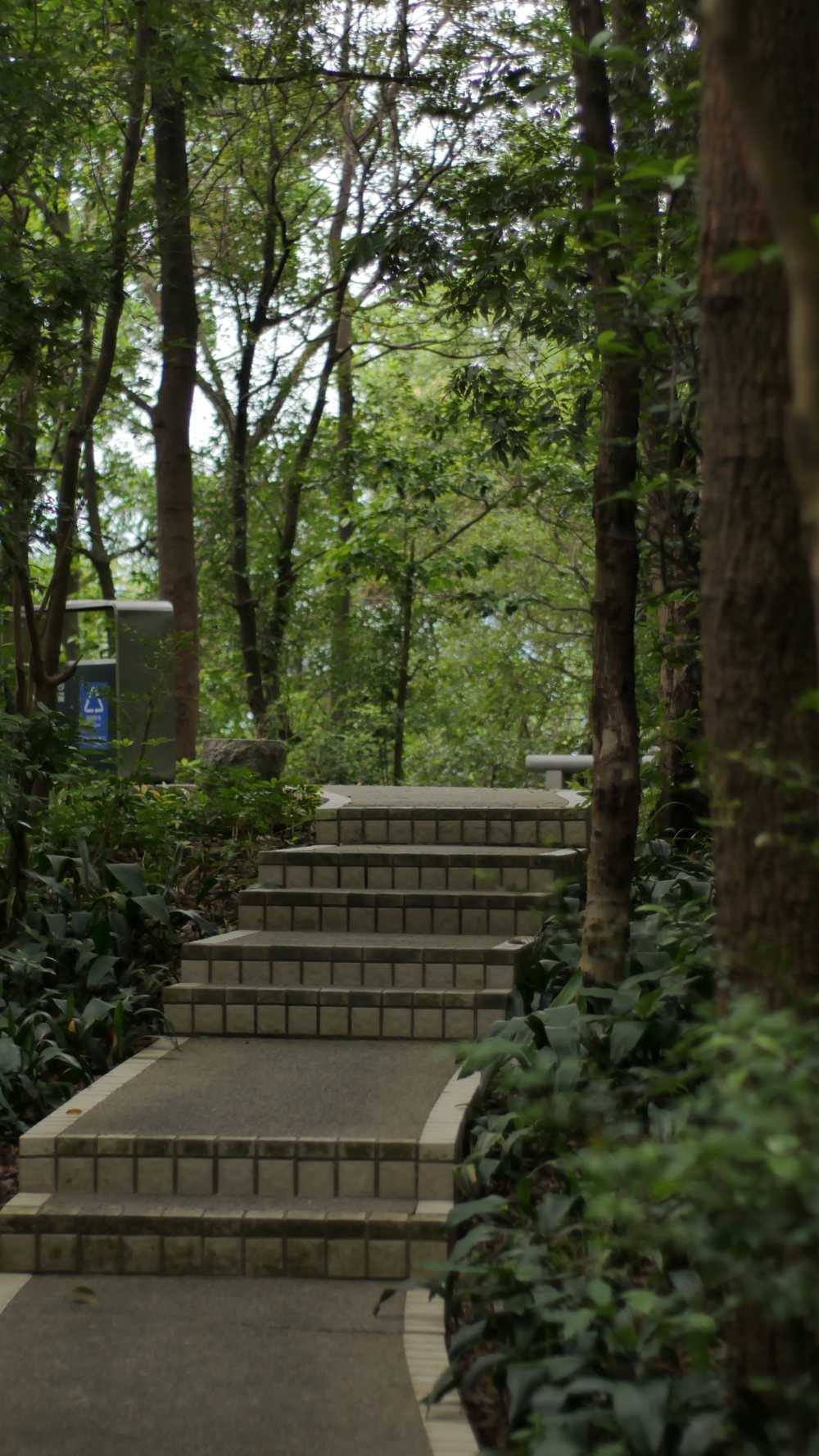 麓湖公园鸿皓楼的登山路