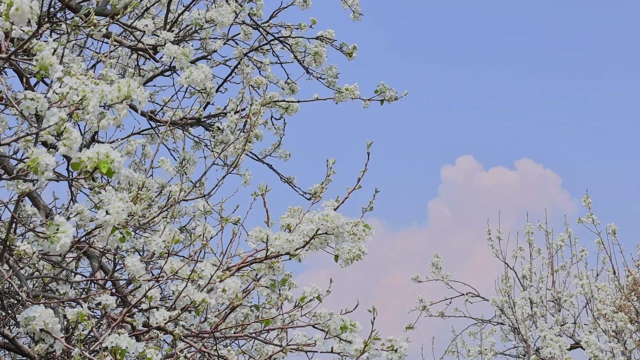 春天盛开的梨花树 14