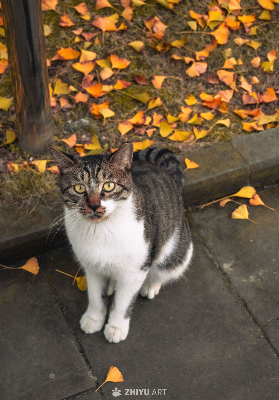 校园秋意的喵星学子