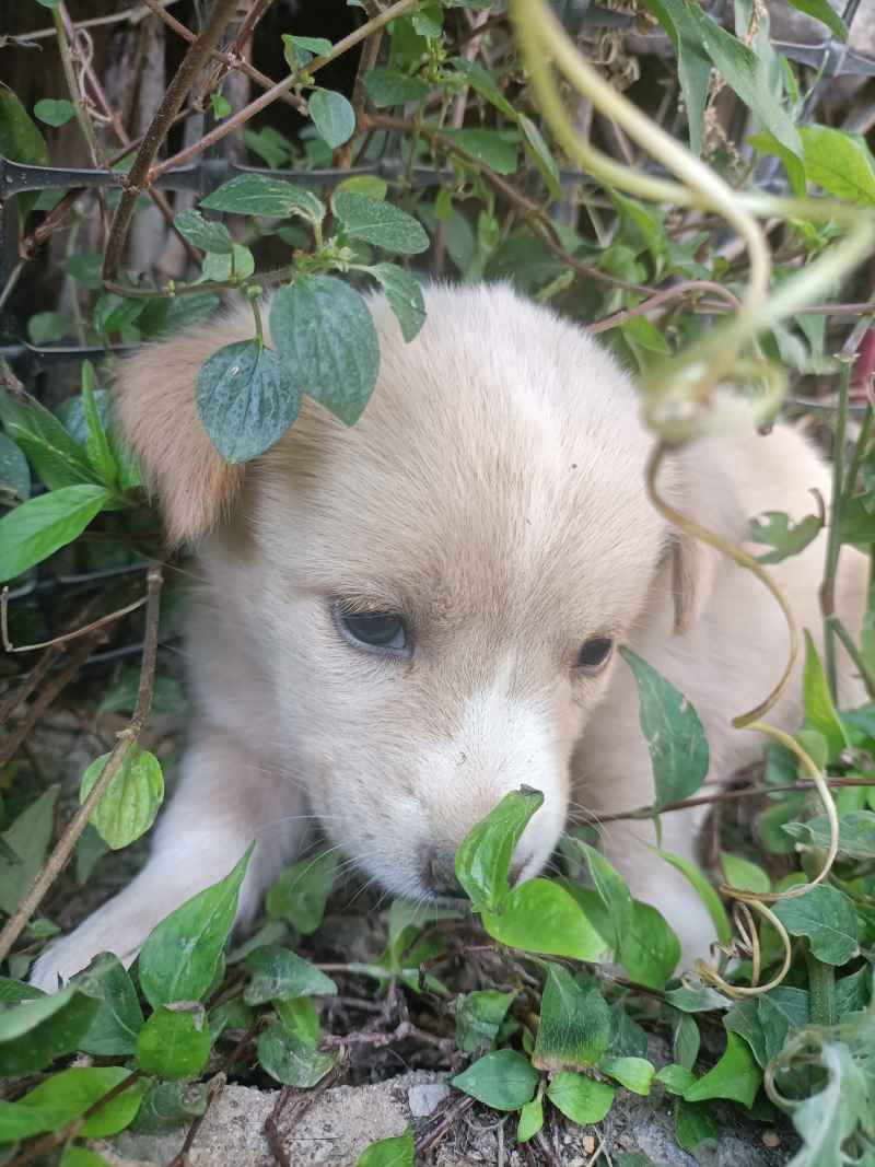 草丛奶狗