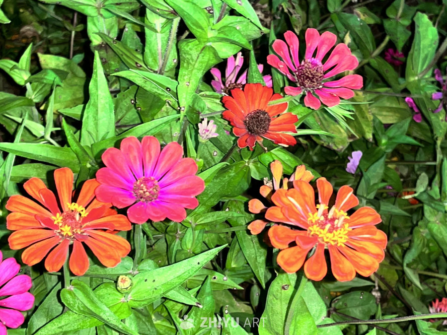 夜色中的绚烂花海