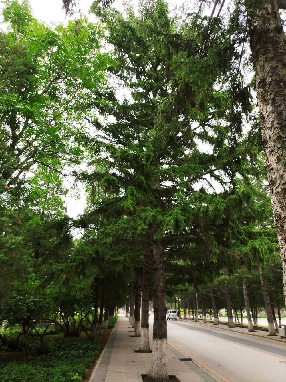 东北大学风景