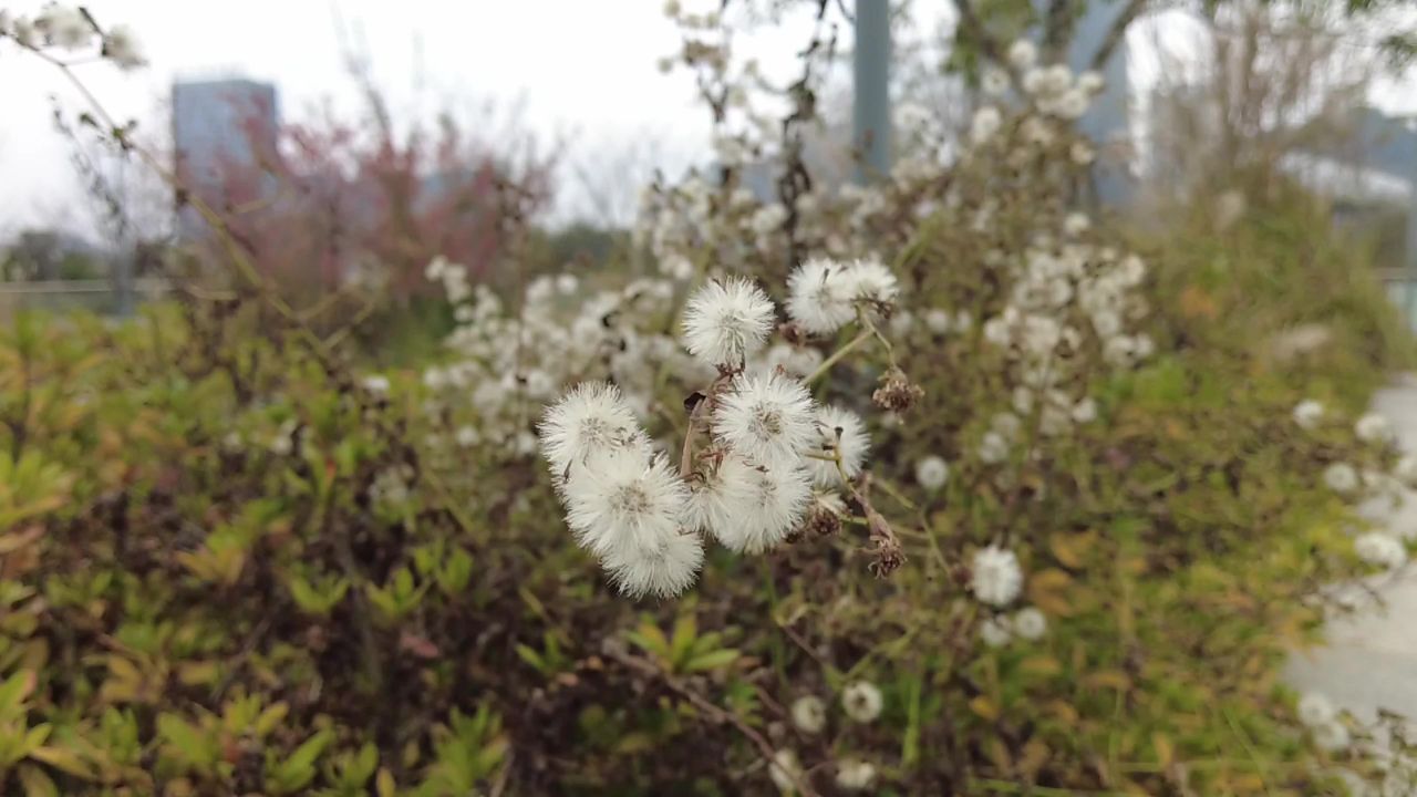 秋天蒲公英植物实拍