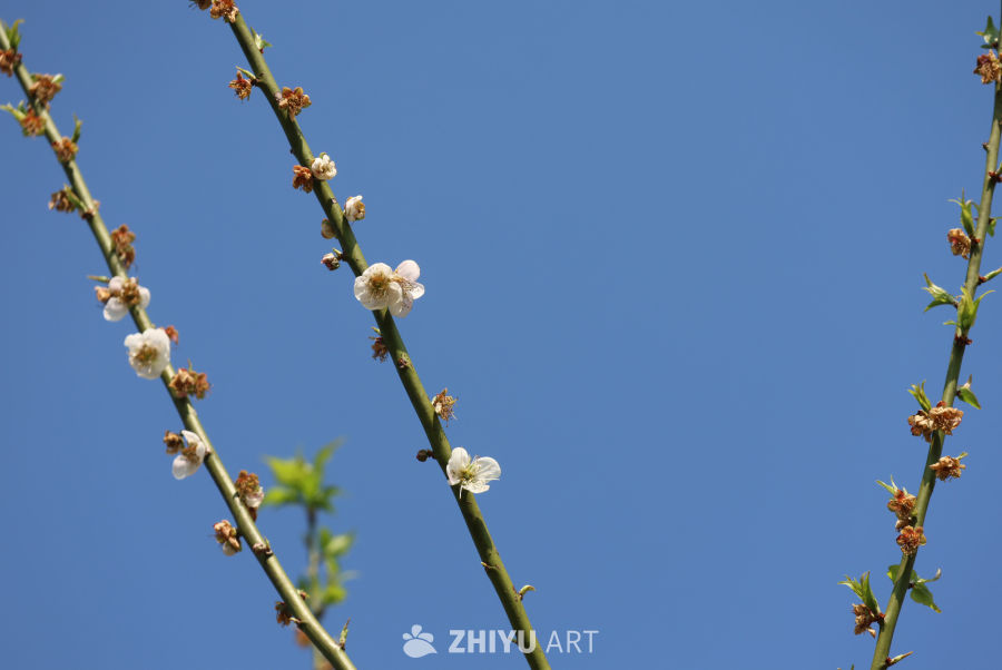 晴天梅花 4