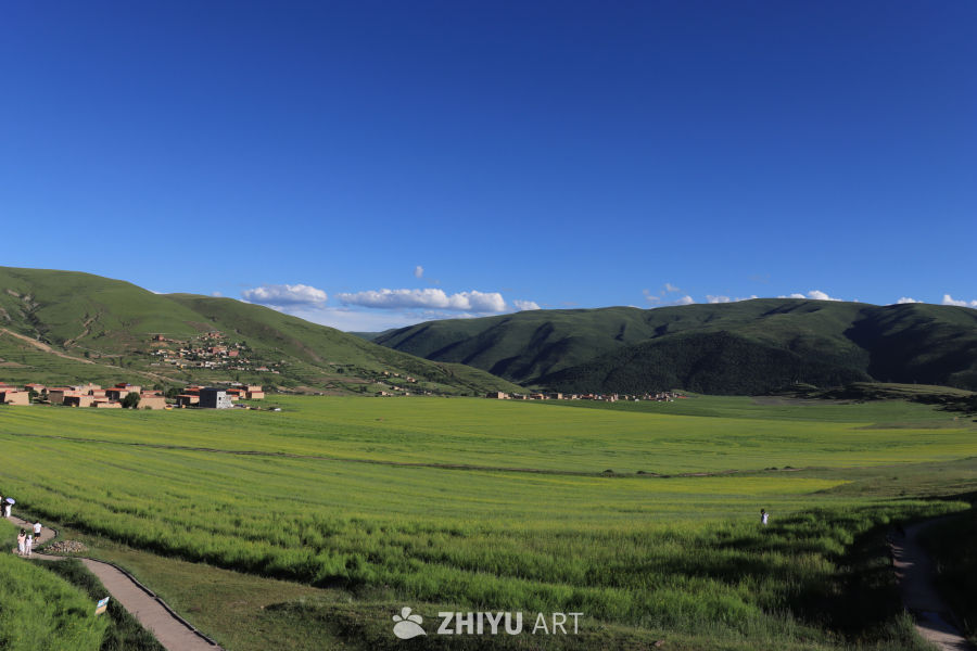 绿意盎然的高原牧场