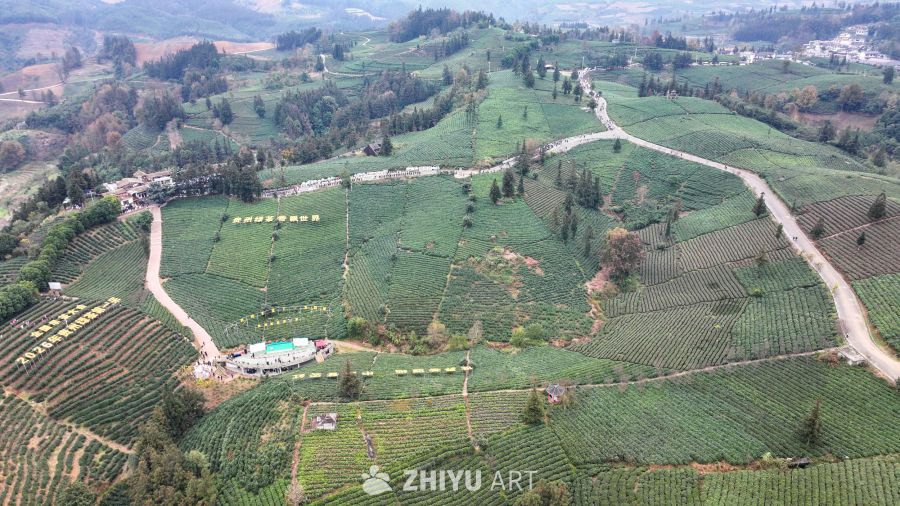 贵州绿茶基地 11
