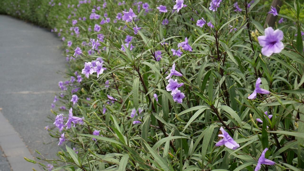 小路边的蓝花草花丛2