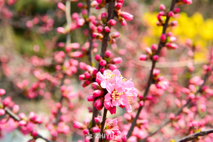 春花榆叶梅