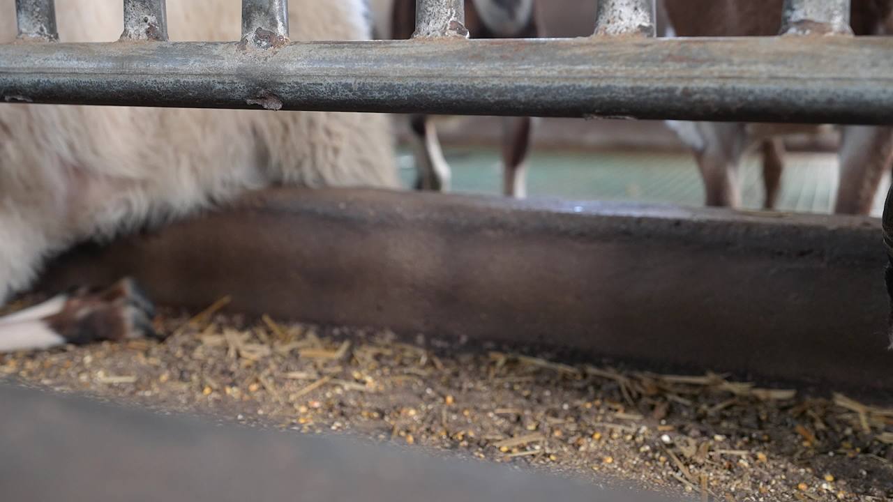 现代化养羊场养殖场景