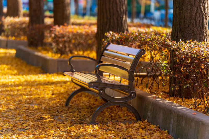 秋天公园的长椅