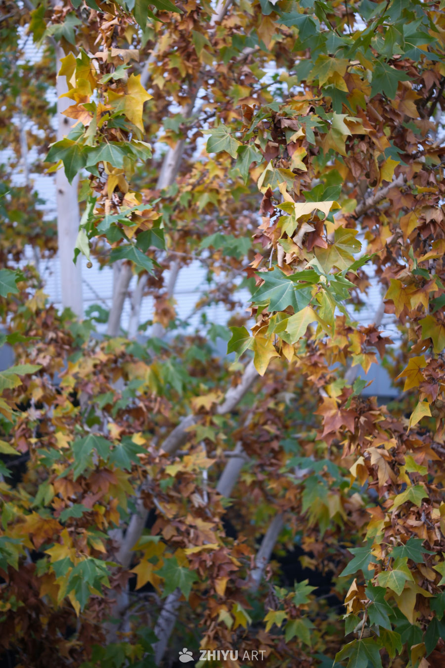 秋日斑斓的树叶