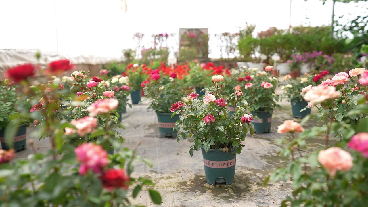 盆栽绿植花卉大棚