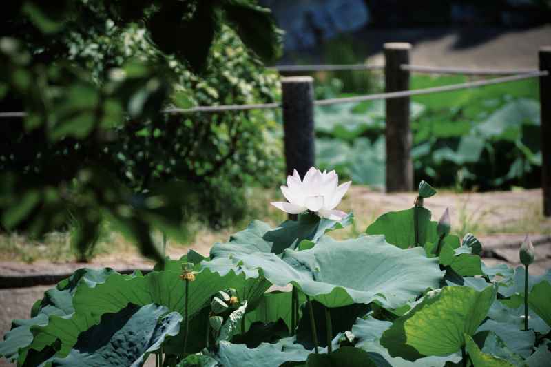 花卉 8