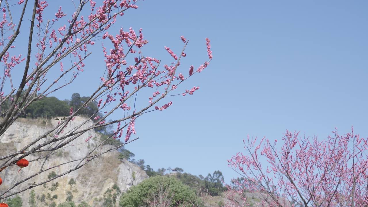 冬天的梅花 5